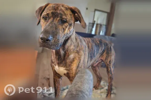 Lost dog, El Reno — male - photo