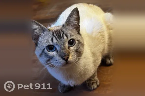 Found cat Dallas, photo: Found male cat, Teagarden Road, 10210, Dallas — missing a paw