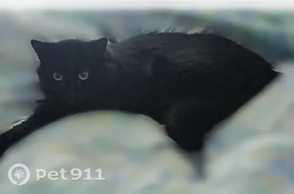 Lost female cat, Pilgrim Avenue, 29, Cranston — very skittish - photo