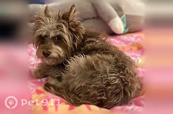 Lost female dog, South Central Avenue, 4016, Phoenix — reddish-brown and gray Cairn terrier mix - photo