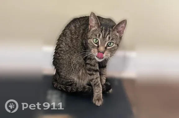 Lost cat, Potomac Hollow Road Southwest, Barton, Murrysville — female tabby with big green eyes - photo