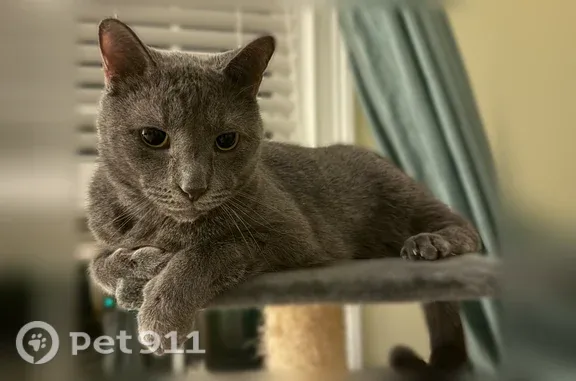 Lost cat, Mossy Creek Lane, 3206, Tallahassee, Fort Myers — male with green eyes - photo