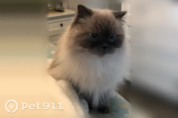 Lost cat, Johnston Street, 926, Philadelphia, Arlington — male blue point Himalayan - photo