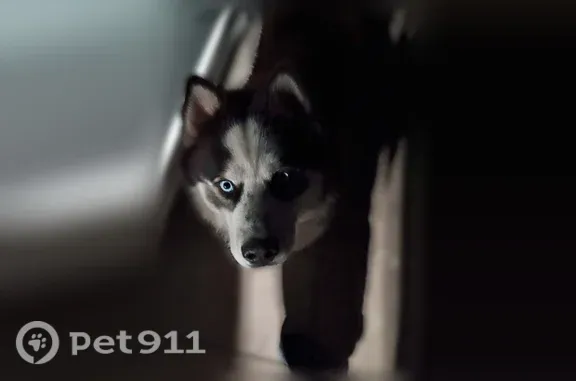 Lost dog, male husky, Santa Ana Boulevard South, 2025, Los Angeles — spots on snout - photo
