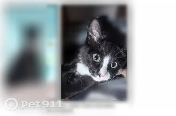 Missing cat Las Vegas, photo: Lost female cat, Westwind Street, 2281, Las Vegas — black-and-white tuxedo