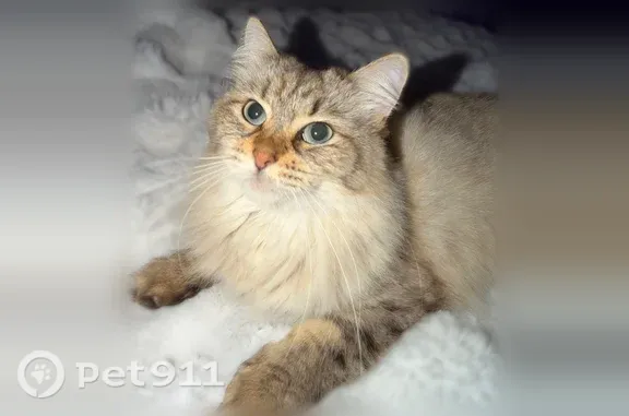 Lost cat, Chadbourn Drive, Orland Park — female with fluffy blond-and-brown fur - photo