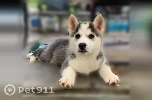 Lost Dog, Ovilla Road, 211, Ovilla, Waxahachie — Male White and Gray Husky - photo