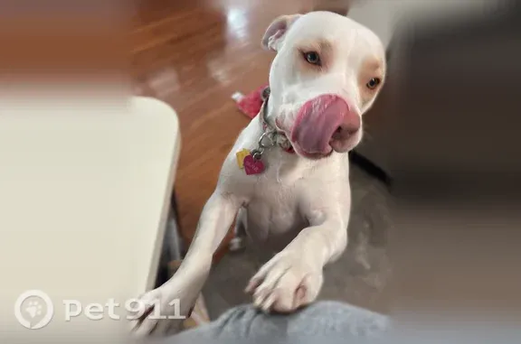 Lost Dog, Gerloff Road, Pennsylvania, Manhattan — female white pit bull mix - photo