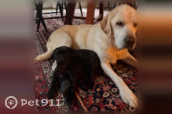Lost dog, Highland Farm Road, 327, West Chester, Philadelphia — female yellow Lab, partially blind - photo