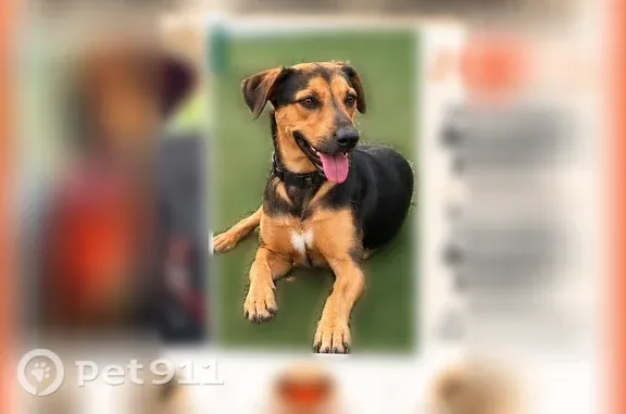 Lost pets Hialeah, photo: Lost dog, East 3rd Avenue, 6361, Hialeah — male