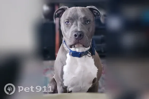 Missing dog Indianapolis, photo: Lost male dog, Nelson Avenue, 1415, Indianapolis — blue-nose pit bull with blue collar