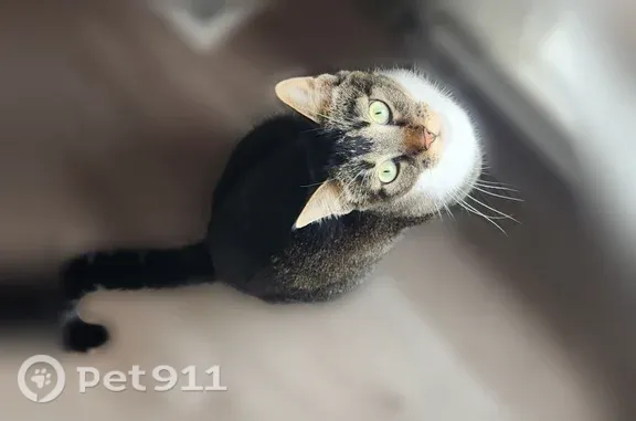 Lost cat, South Pheasant View Drive, 672, Layton, Salt Lake City - male brown tabby with white paws - photo