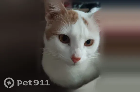 Lost cat, Lucille Street, 504, Irving — male with white fur and brown spots - photo