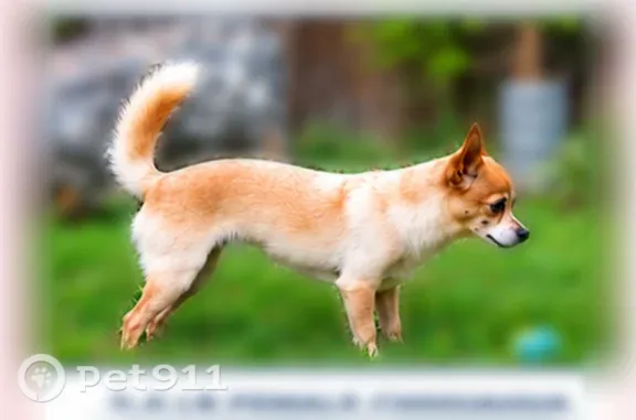 Lost dog, Rancho Cordova, California, Santa Clara — tan with white and a black spot on her right cheek - photo