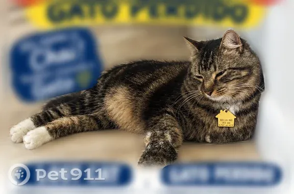 Lost male cat, Chaple Road, 306, West Palm Beach — grey and yellow with a yellow collar - photo