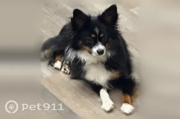 Lost dog, female, Pinebreeze Circle, 44569, Callahan, Callahan — weighs about 10–12 lbs - photo