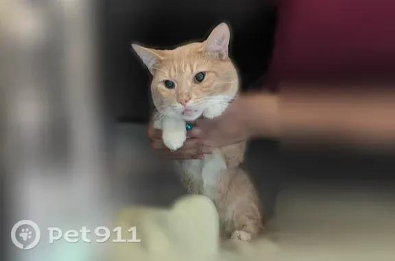 Lost cat, male, North 2nd Street, 3314, Milwaukee, Milwaukee — red collar with bell - photo