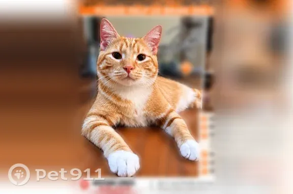 Missing cat Las Vegas, photo: Lost cat, Blue Sage Court, 7598, Las Vegas — friendly male orange tabby