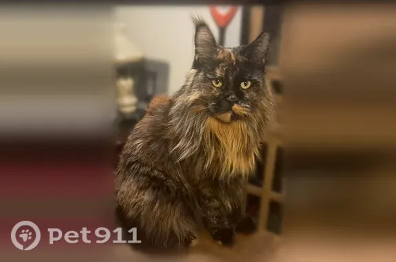 Lost cat, female, Messer Street, 22, Warwick, Windsor — docile and sweet - photo