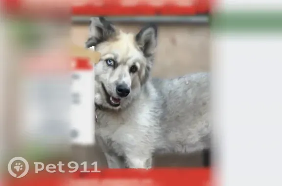 Lost dog, East Cesar E Chavez Avenue, 4620, Los Angeles — female husky mix with one blue and one brown eye - photo