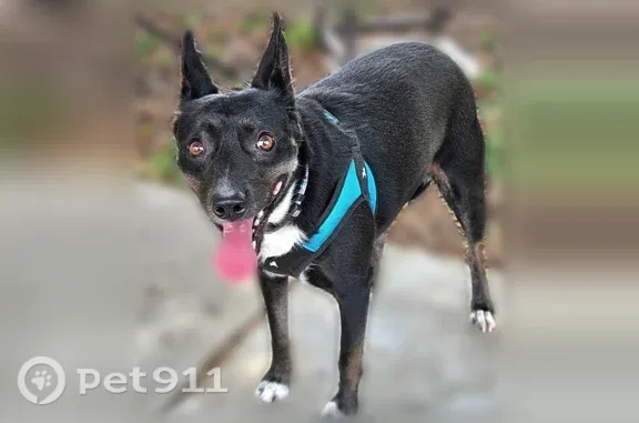 Lost female dog, Willow Road, 838, Springfield — black with white chest patch - photo