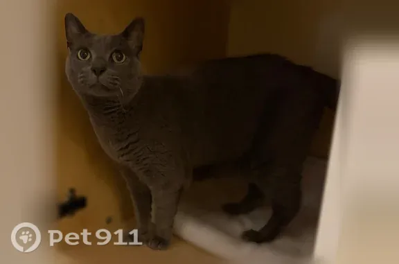 Lost cat, Drummers Lane, 291-313, Tredyffrin Township, Wayne — 12-year-old female with green eyes - photo