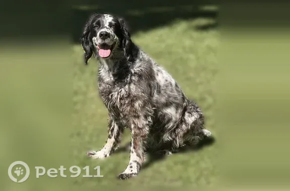 Lost female dog, Moremen Road, 2364, Jacksonville — black and white Llewellyn Setter - photo