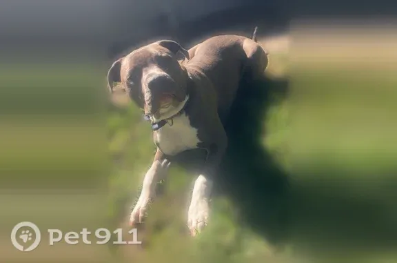 Missing dog Indianapolis, photo: Lost dog, male, Nelson Avenue, 1403, Indianapolis — shy and timid