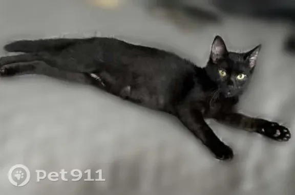 Lost male cat, Decatur Street Southeast, 100, Atlanta — black with a white streak on his neck - photo