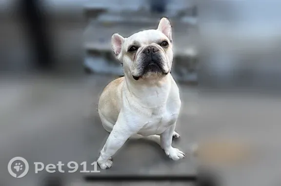 Lost pets Miami, photo: Lost Dog, Northwest 75th Street, Miami — Male, Cream-Colored