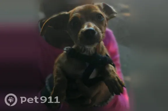 Missing dog Portland, photo: Lost dog, Southeast Gladstone Street, Portland — male Chihuahua with black spots