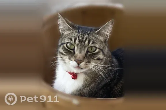 Lost cat, Austin — gray and brown tabby with black stripes - photo
