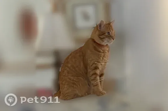 Lost cat, Basel Place, 4713, Charlotte — male Manx with bobtail - photo