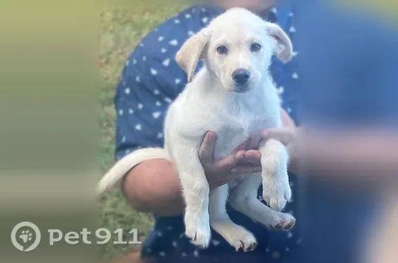 Found dog Athens, photo: Found dog, Lindsay Lane North, 416, Athens — female 2-month-old lab
