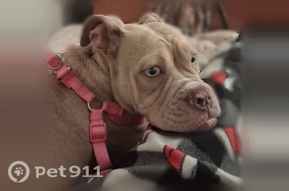 Lost dog, North Street, Milford — 7.5-month-old Olde English Bulldog - photo