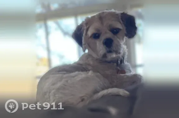 Missing dog Appleton, photo: Lost male dog, Windcross Drive, Appleton — small tan and brown