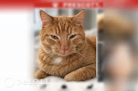 Lost cat, male, West Rosser Street, Prescott — orange shorthair tabby with a white neck patch - photo