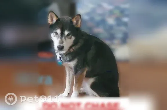 Lost dog, West 50th Street Terrace, Roeland Park — shy female Shiba with white markings - photo