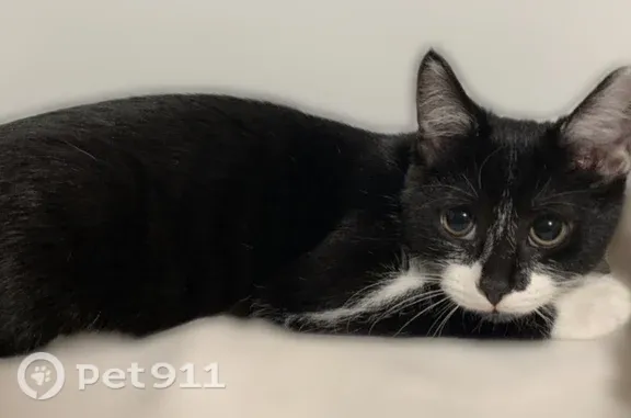 Lost female cat, Hillview Boulevard, 1034, Hillview — bright green eyes - photo