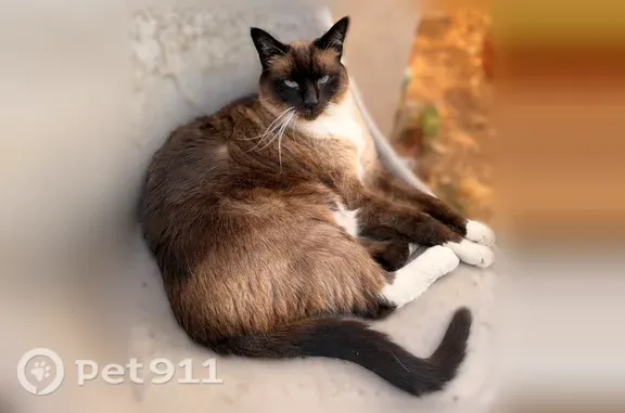 Lost cat, Samedra Street, 1668, Sunnyvale — male Snowshoe/Siamese with white paws - photo