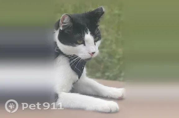 Lost cat, Forest Service Road 525, Sedona — left ear clipped, no collar - photo