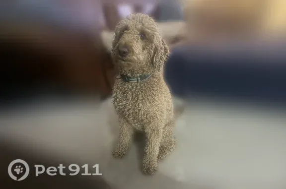 Lost female dog, Greensboro Road, 469, Eatonton — red Goldendoodle with a pink collar - photo