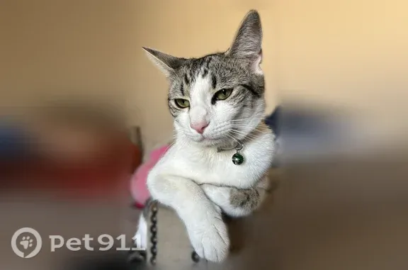 Lost cat, Carlton Lane, 2608, Antioch — white and grey female with green eyes - photo