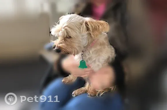 Lost female dog, Springer Road, 43734, Hempstead — tan Cairn Terrier mix - photo