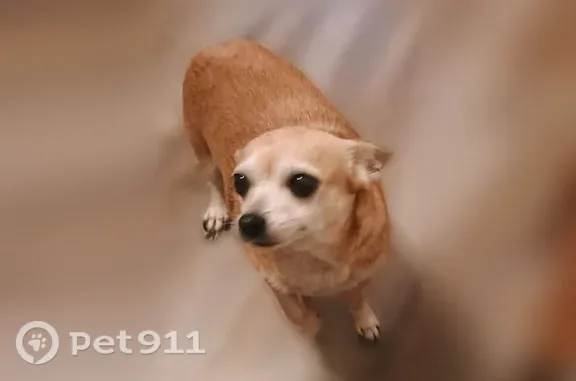 Lost dog, Corsicana — light beige senior female - photo