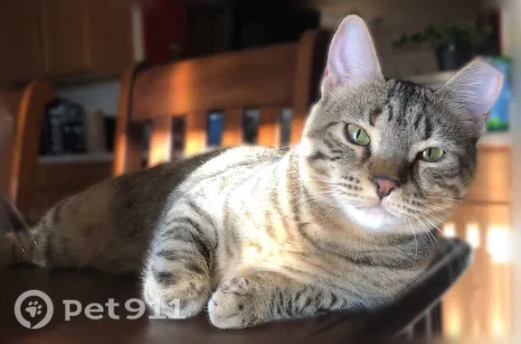 Lost cat, Pacaya Drive Northwest, 1008, Albuquerque — clipped left ear - photo
