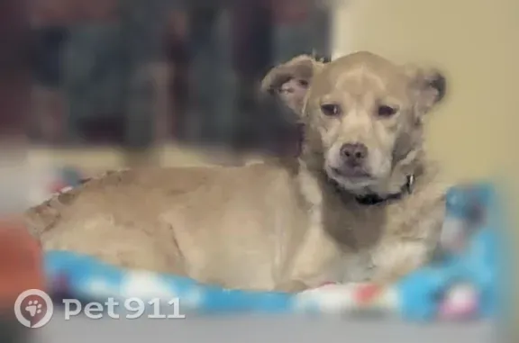 Lost dog, Nix Creek Road, Marion, Asheville — male with a heart-shaped nose - photo