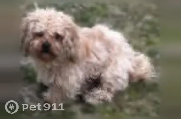 Lost male dog, Waynesboro, Georgia, Arlington — red collar, hard of hearing - photo