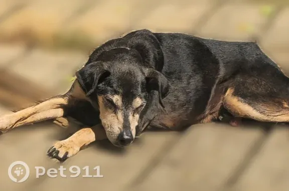 Lost dog, West Wild Wren Lane, 4327, Paoli — small, black-and-brown, 15-year-old male - photo