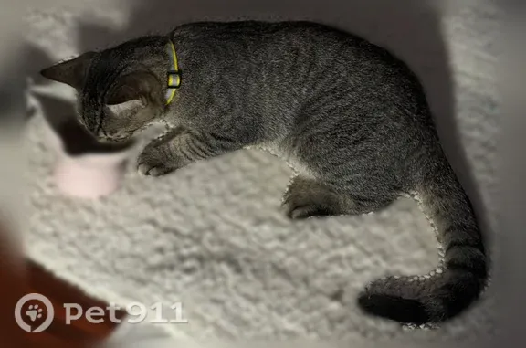 Lost cat, East Adobe Road, 9557, Mesa — friendly 7-month-old male - photo